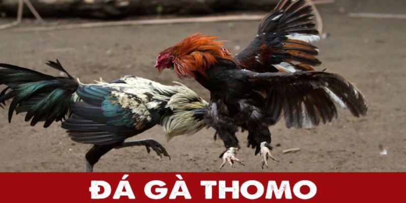 Đá gà Thomo tổ chức chuyên nghiệp với quy mô hoành tráng