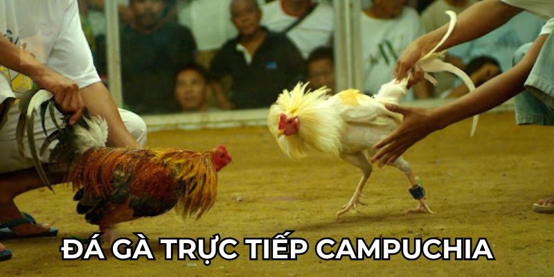 Đá Gà Trực Tiếp Campuchia Và Những Điều Cần Biết tại i9bet