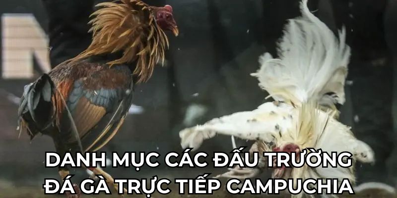 Danh mục các đấu trường đá gà trực tiếp Campuchia