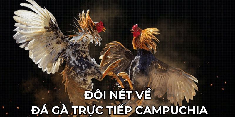 Đôi nét về đá gà trực tiếp Campuchia