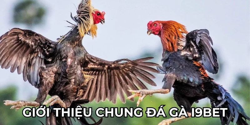 Giới thiệu chung đá gà I9BET