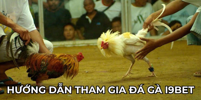 Hướng dẫn tham gia đá gà I9BET