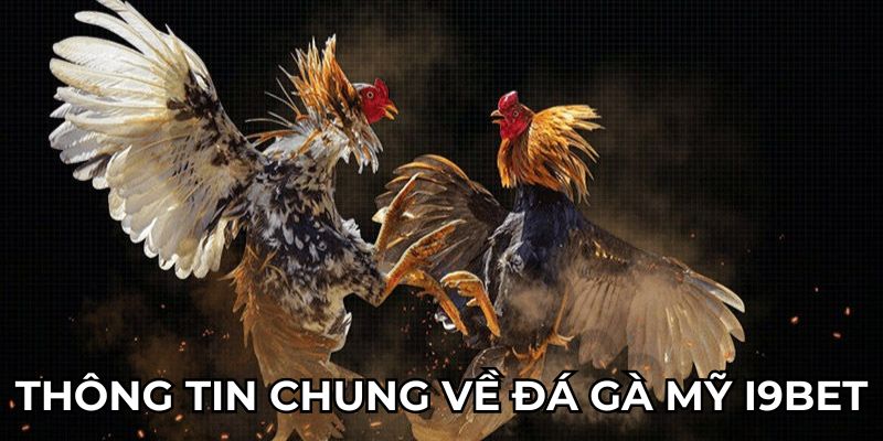 Thông tin chung về đá gà mỹ i9bet