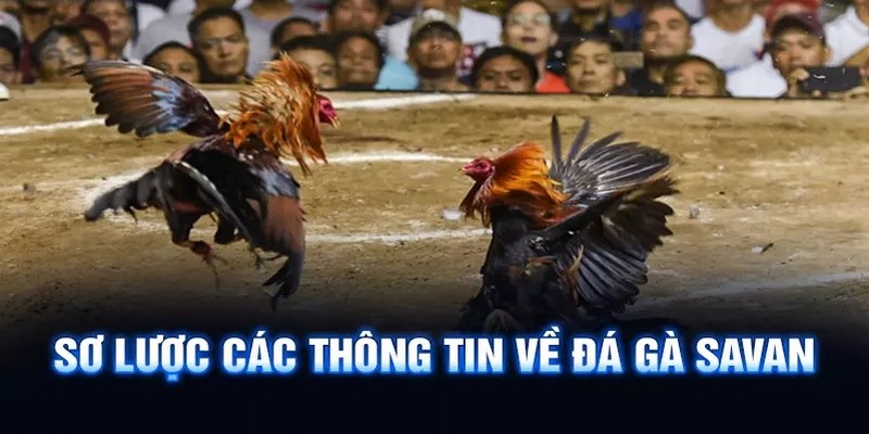 Tìm hiểu đôi nét về đá gà Savan