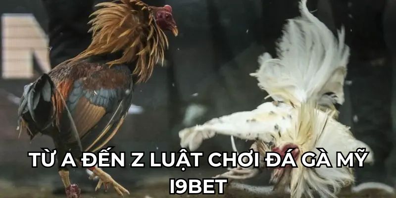 Từ A đến Z luật chơi đá gà mỹ i9bet