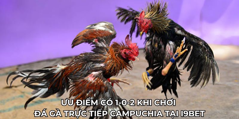 Ưu điểm có 1-0-2 khi chơi đá gà trực tiếp Campuchia tại I9BET